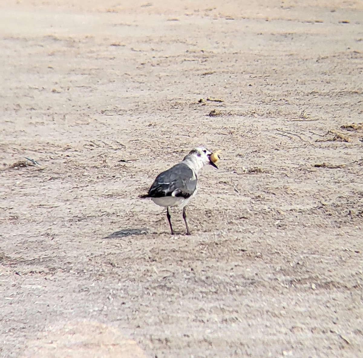 Laughing Gull - ML642310736
