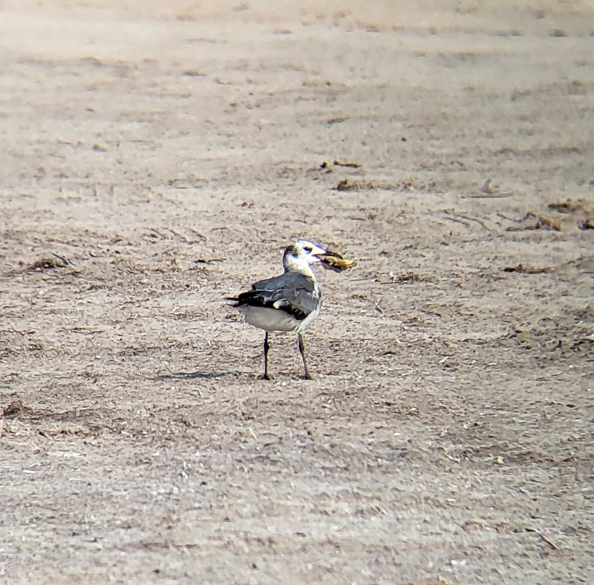 Laughing Gull - ML642310737