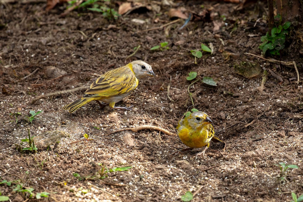 Saffron Finch - ML642310738