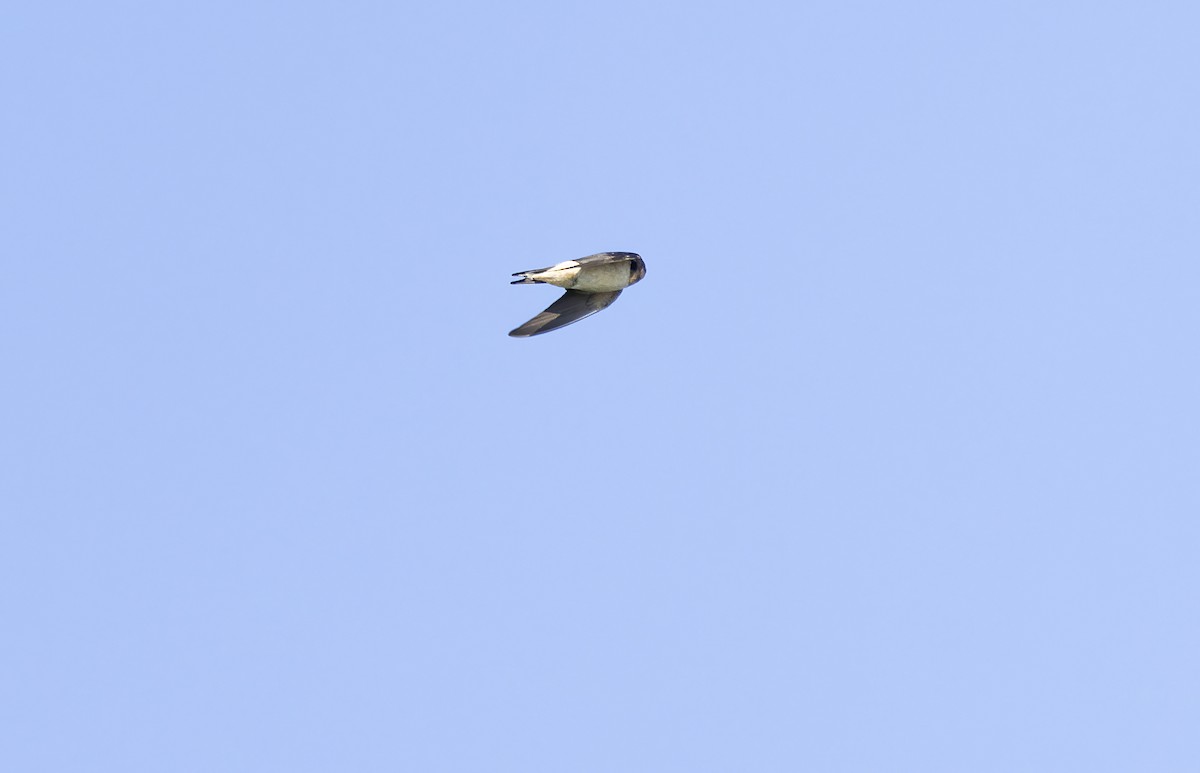 Barn Swallow (American) - ML642310754