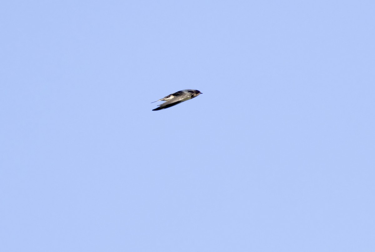 Barn Swallow (American) - ML642310758