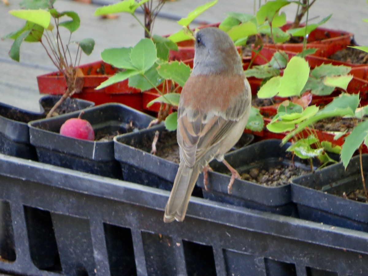 Dark-eyed Junco (Gray-headed) - ML642310760