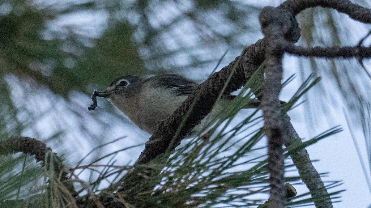 Plumbeous Vireo - ML642310765