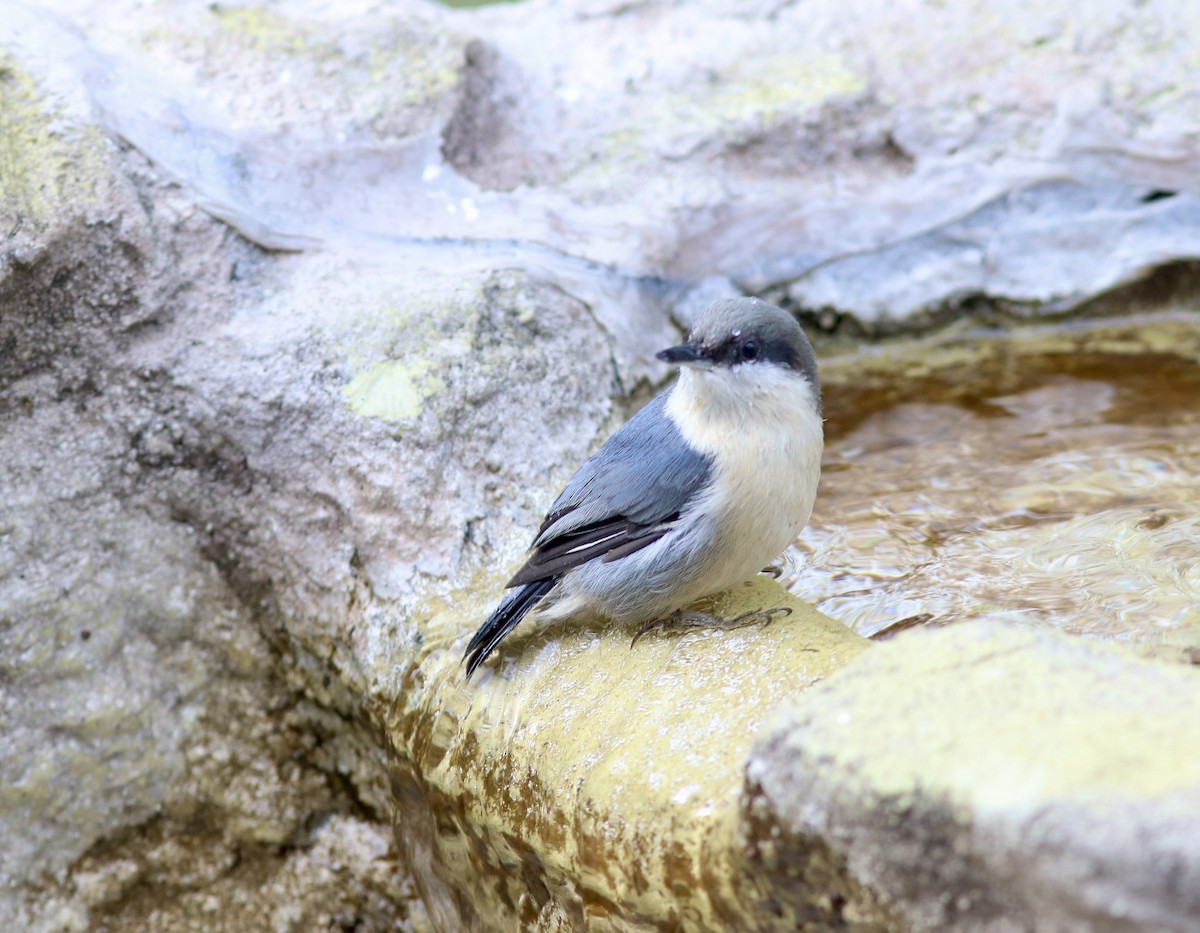 Pygmy Nuthatch - ML642310767