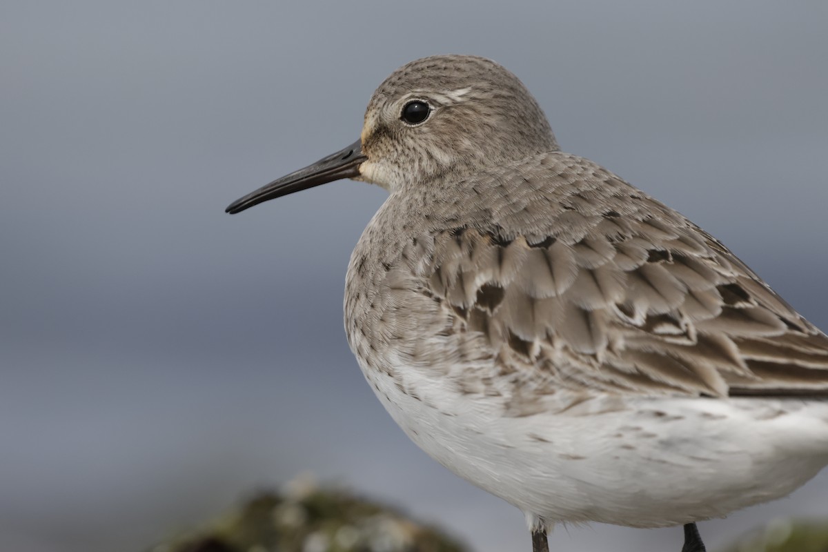 White-rumped Sandpiper - ML642310768