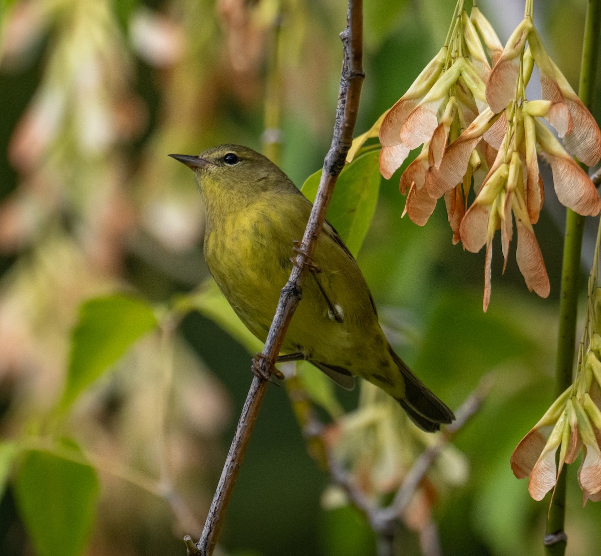 Orange-crowned Warbler - ML642310769