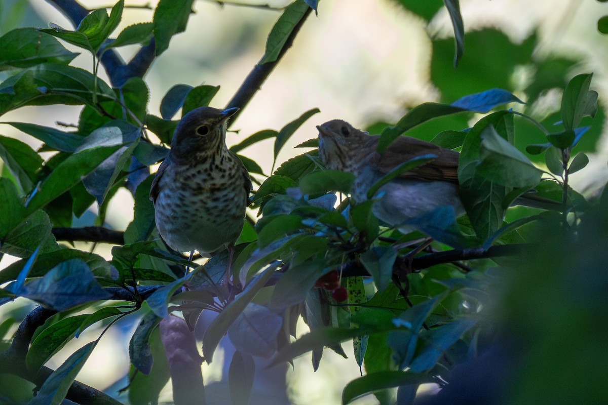 Veery - ML642310771