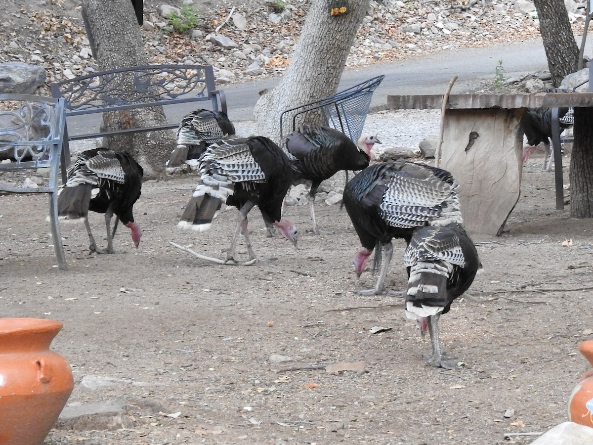 Wild Turkey - ML642310776