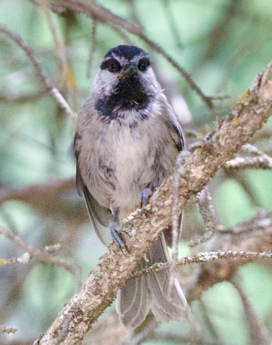 Mountain Chickadee - ML642310778