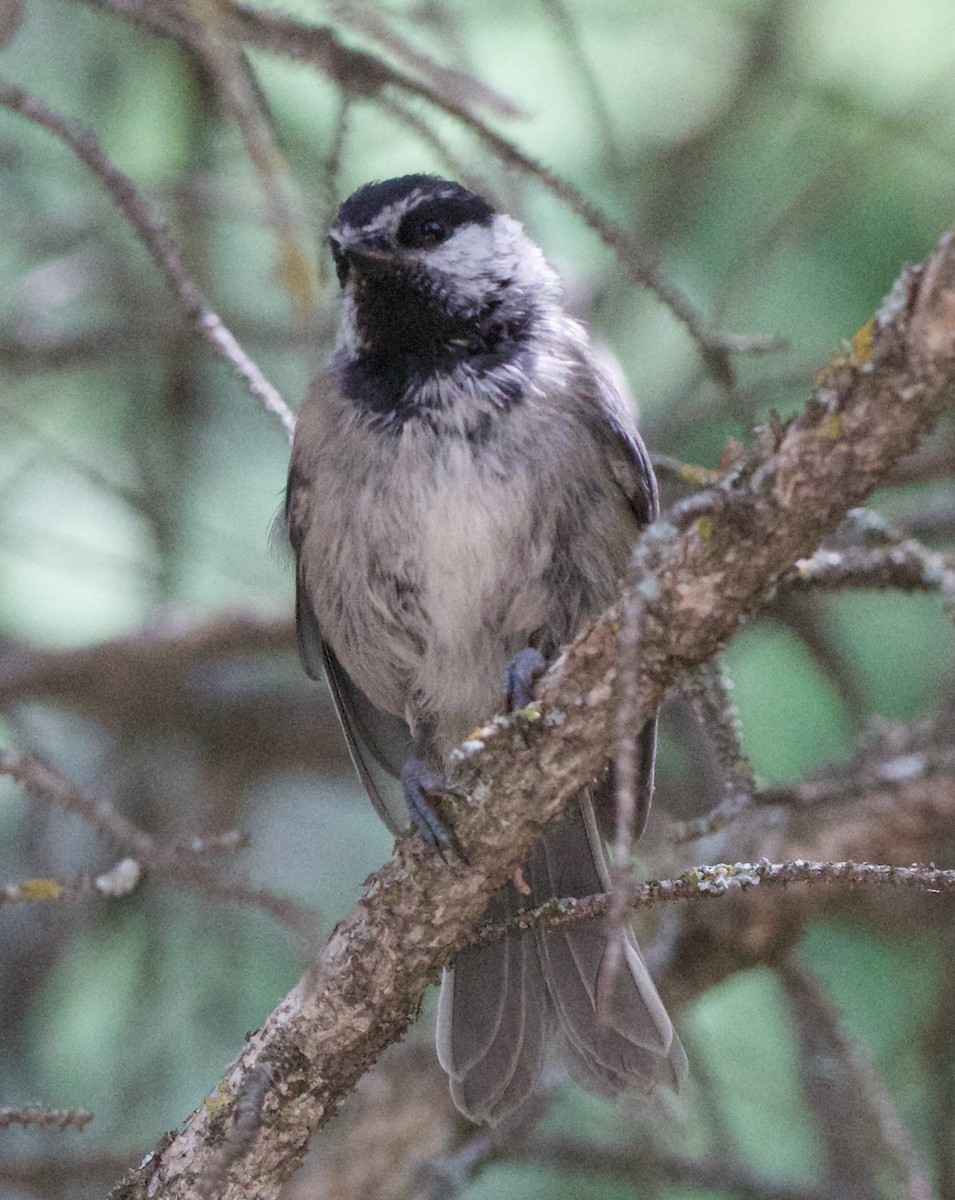 Mountain Chickadee - ML642310779