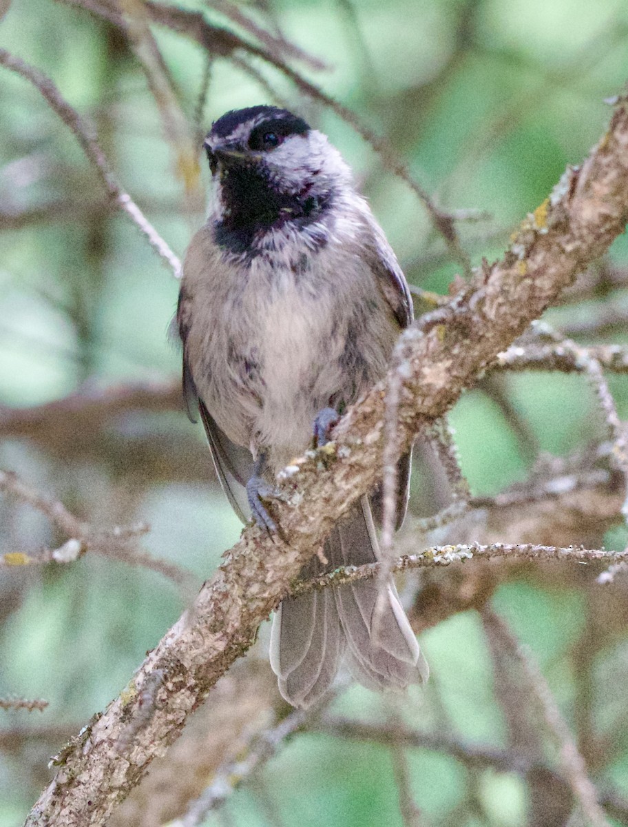 Mountain Chickadee - ML642310780