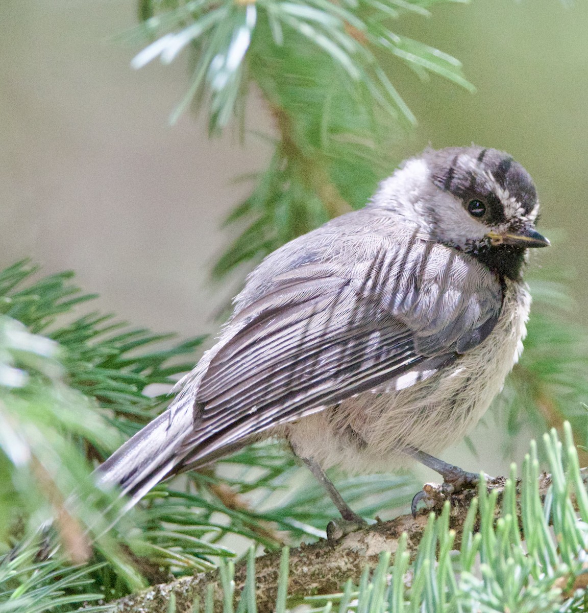 Mountain Chickadee - ML642310781