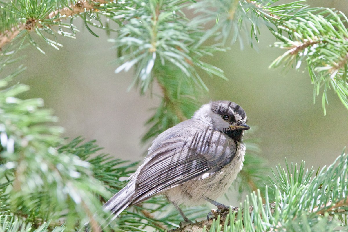 Mountain Chickadee - ML642310782