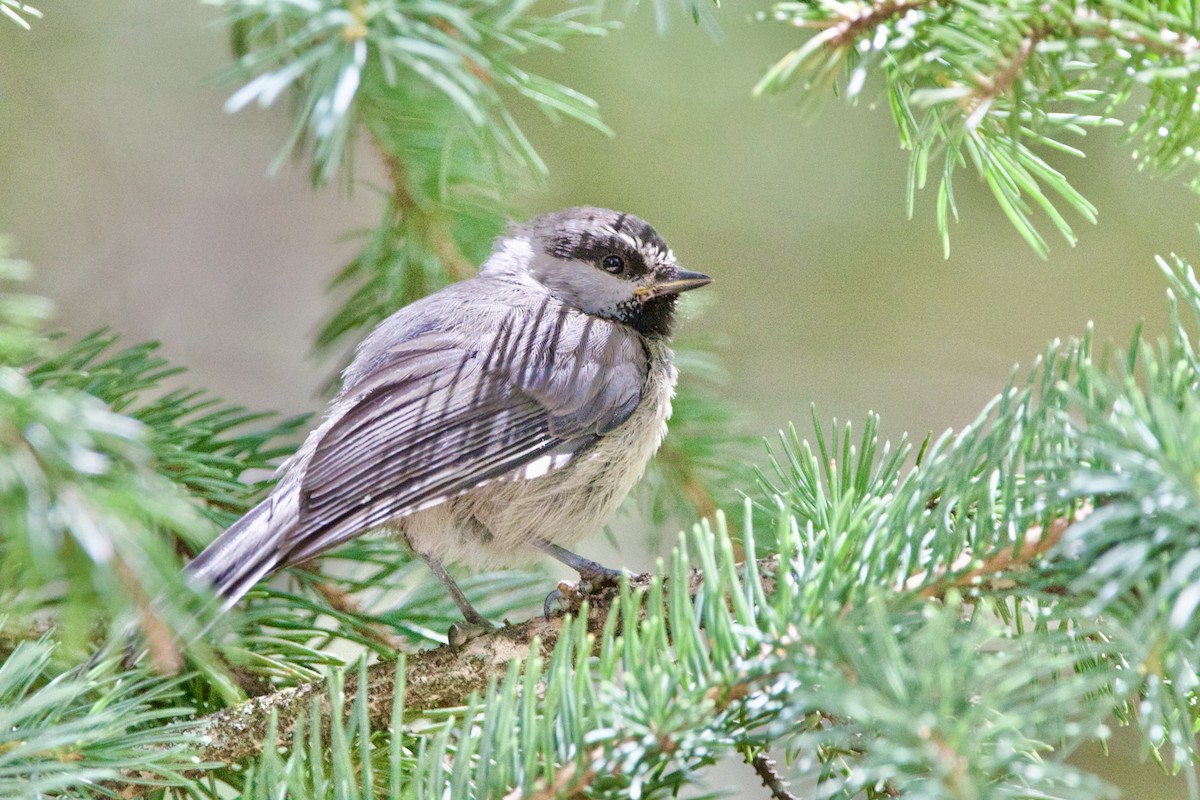 Mountain Chickadee - ML642310783