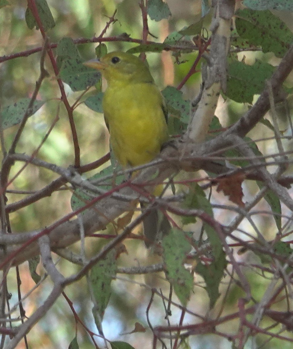 Yellow Warbler - ML642310790