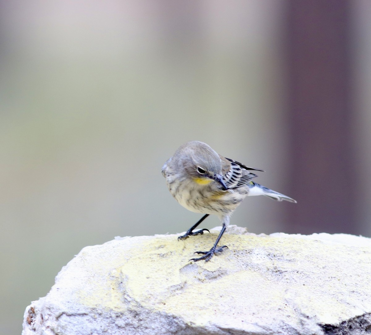 Yellow-rumped Warbler - ML642310794
