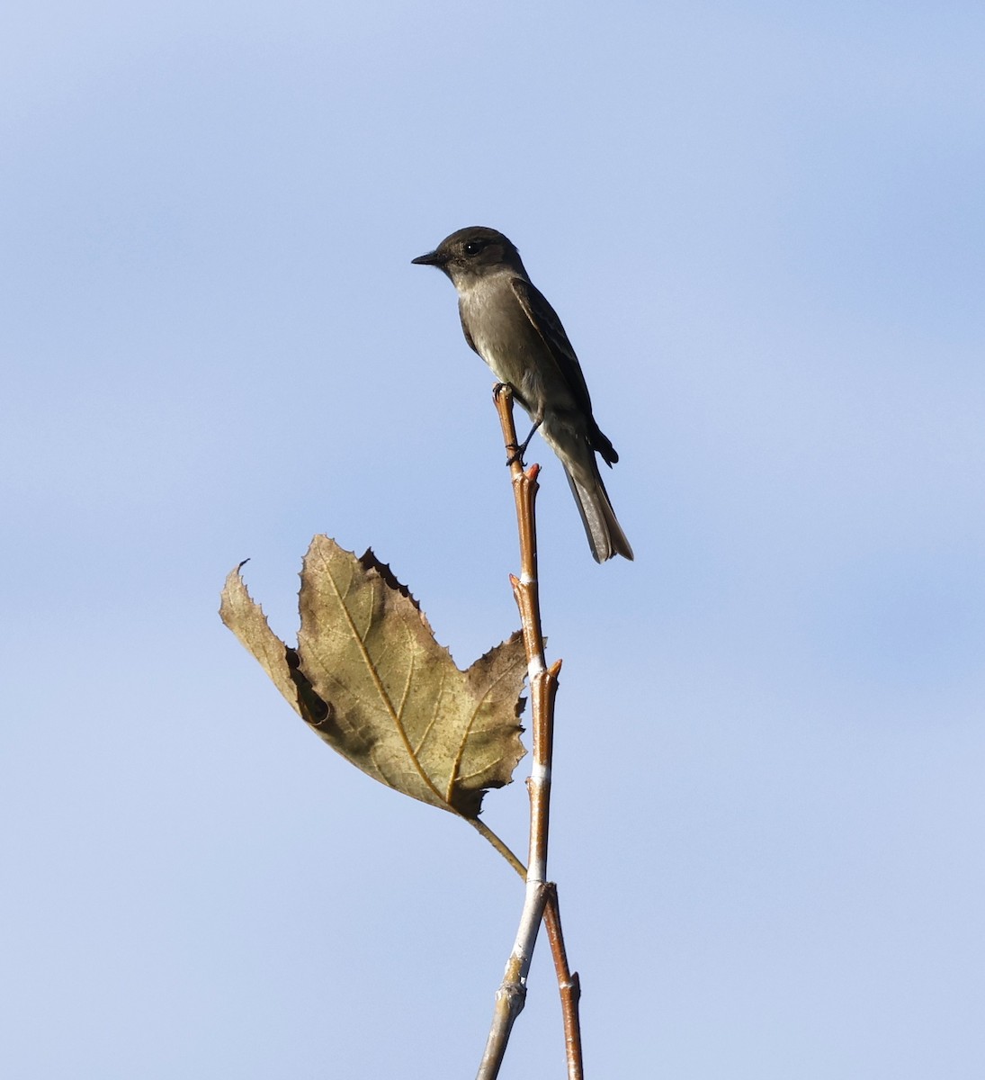 Western Wood-Pewee - ML642310799