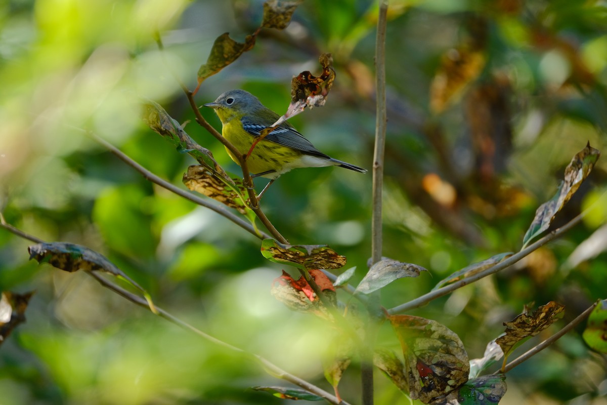 Magnolia Warbler - ML642310803