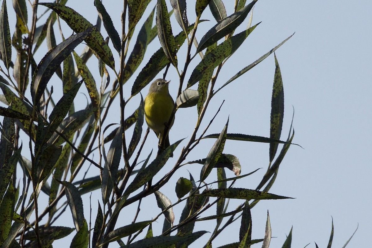 Nashville Warbler - ML642310804