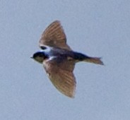 Tree Swallow - ML642310809