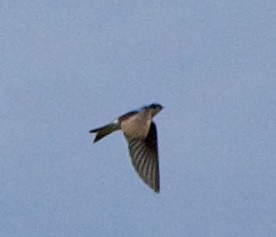 Tree Swallow - ML642310810