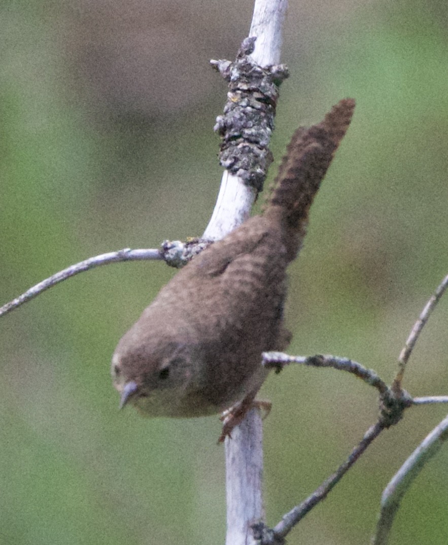 Northern House Wren - ML642310860