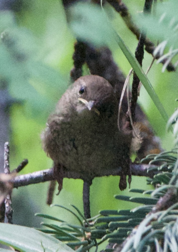 Northern House Wren - ML642310861