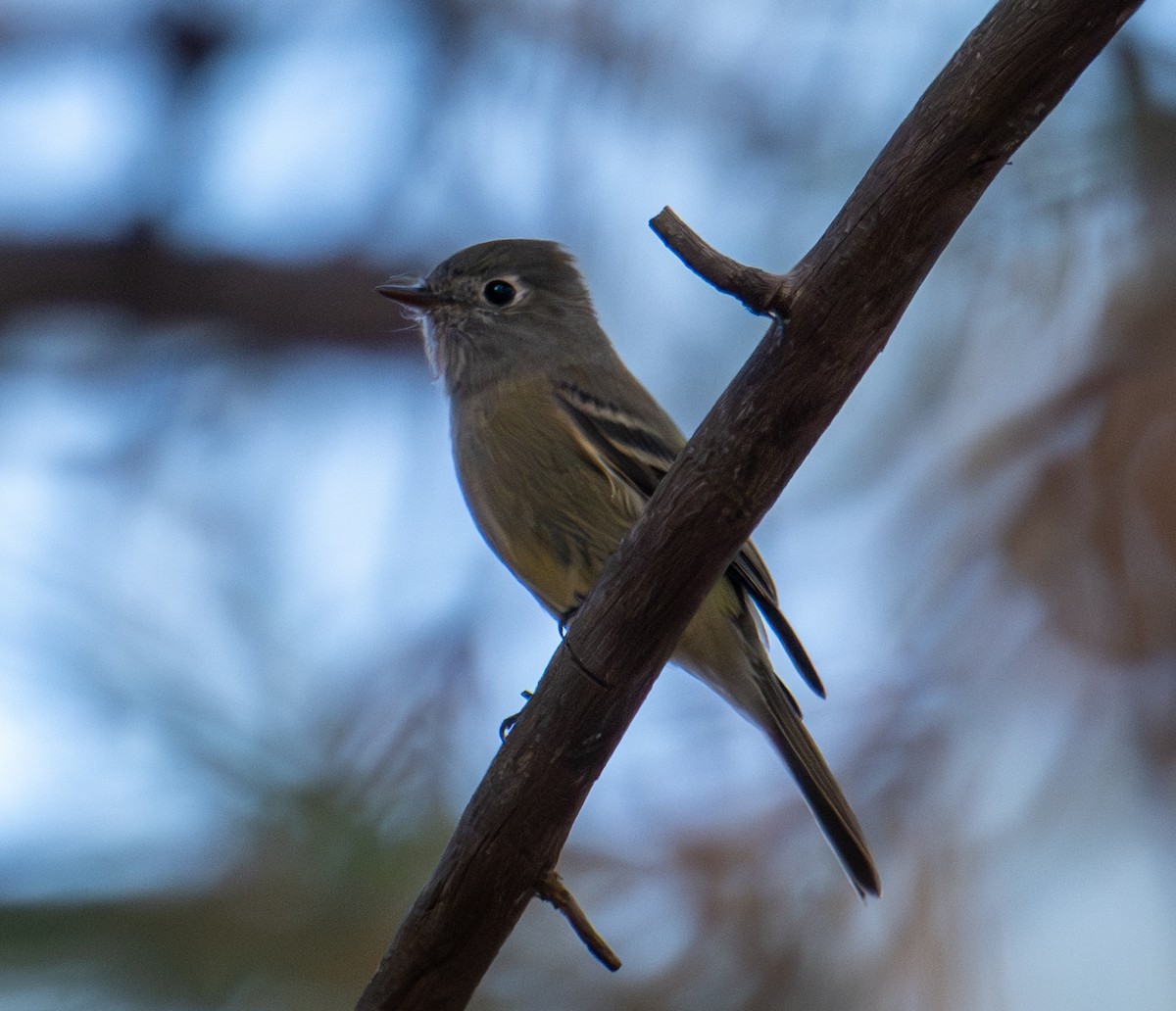 Hammond's Flycatcher - ML642310863