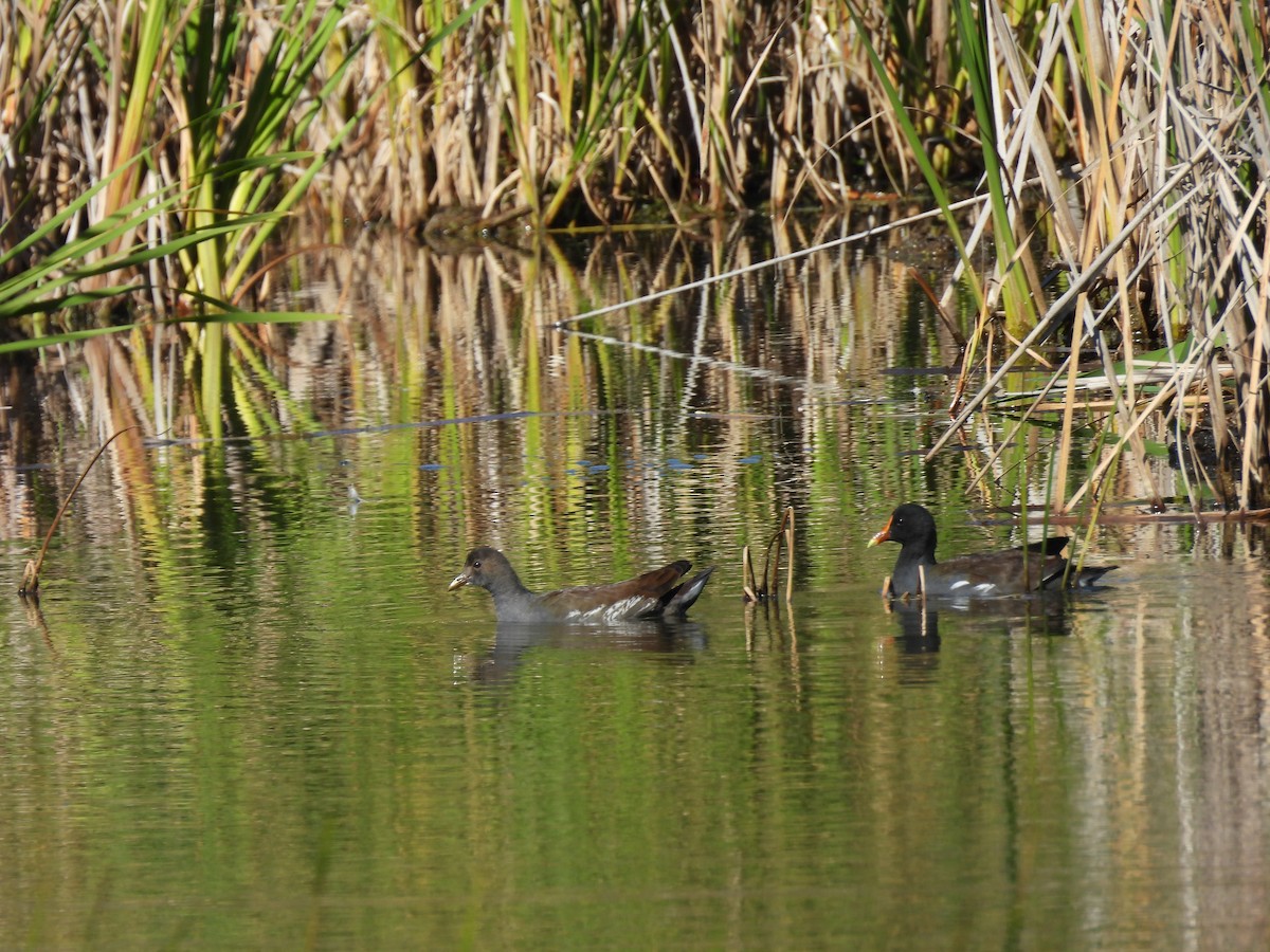 Common Gallinule - ML642310864
