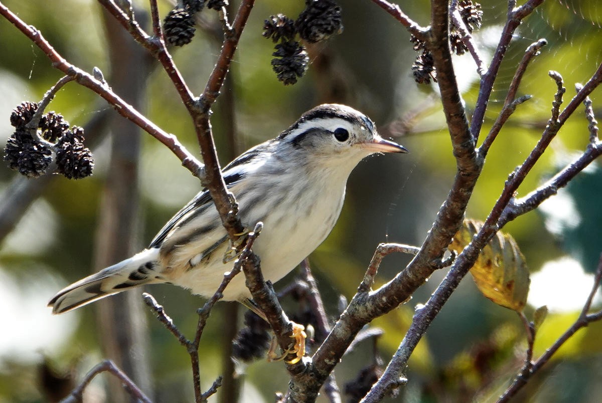 Black-and-white Warbler - ML642310865