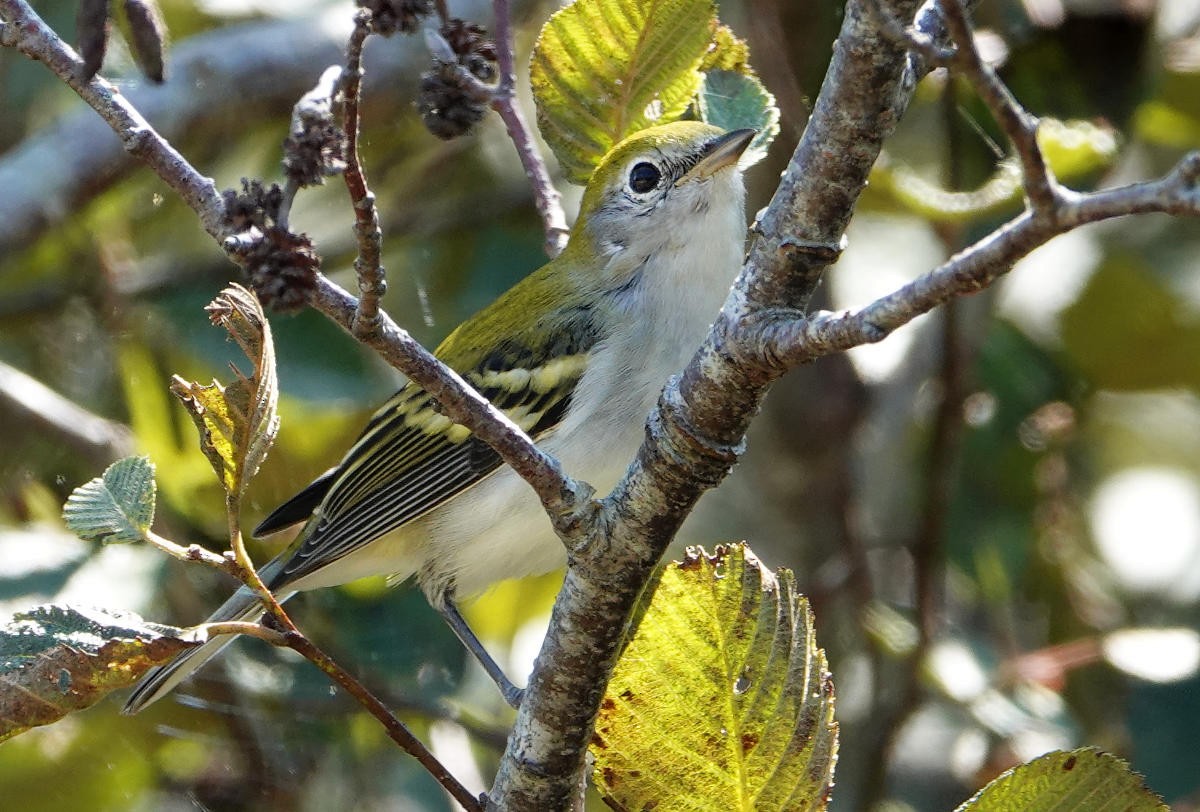 Chestnut-sided Warbler - ML642310870