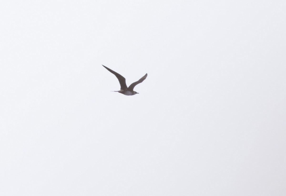 Parasitic Jaeger - ML642310873
