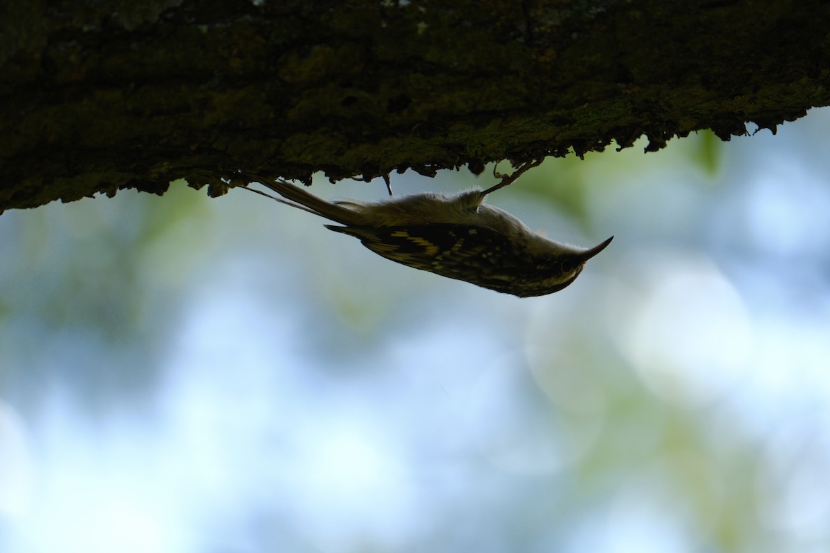 Brown Creeper - ML642310875