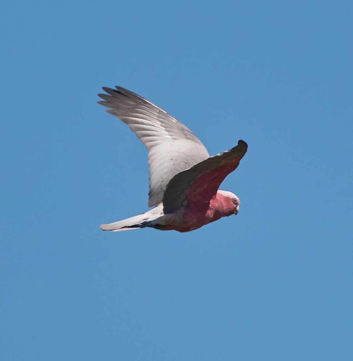 Galah - ML642310876