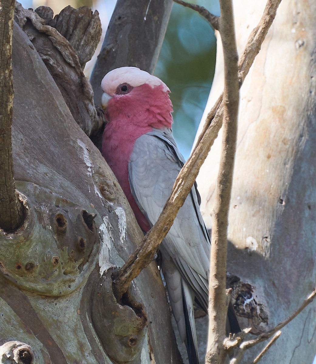 Galah - ML642310877