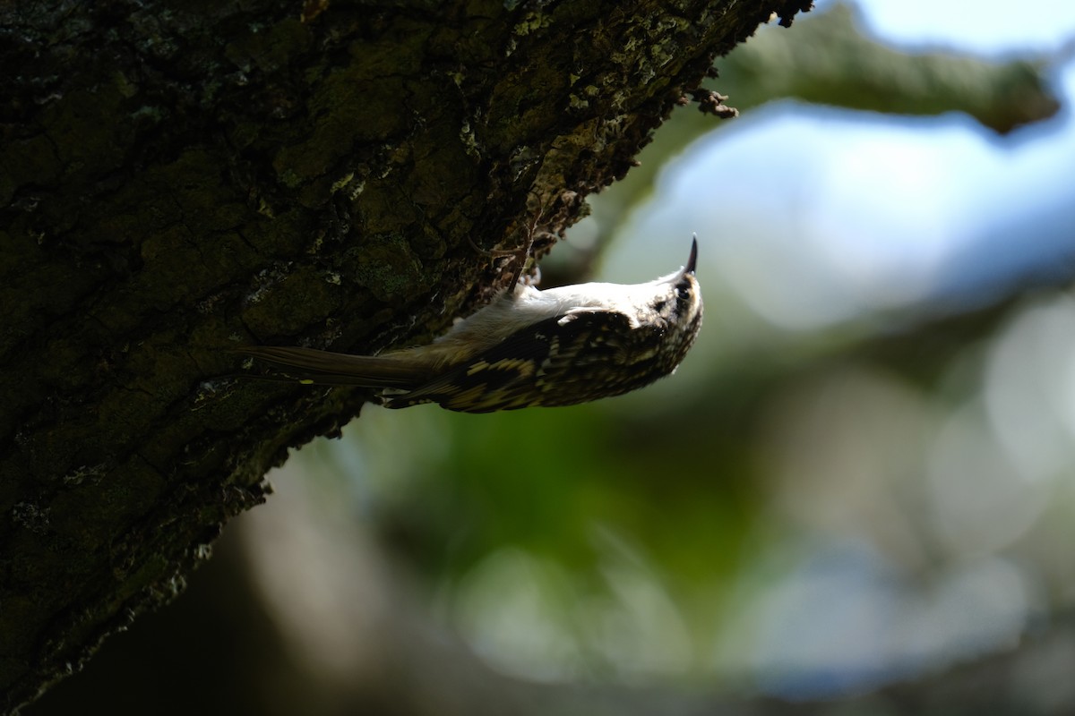 Brown Creeper - ML642310878