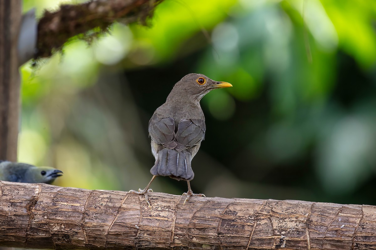 Ecuadorian Thrush - ML642310879