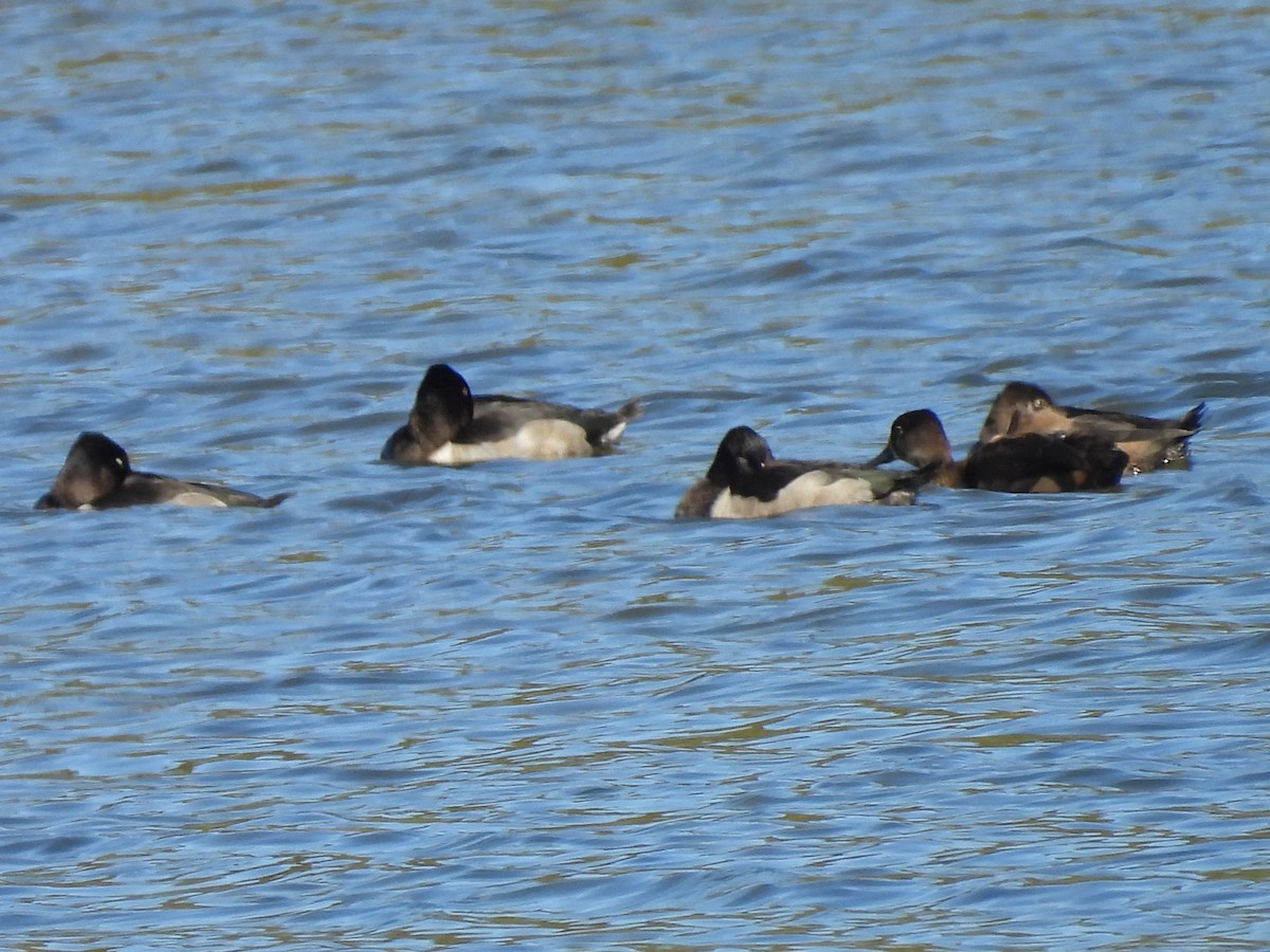 Ring-necked Duck - ML642310881