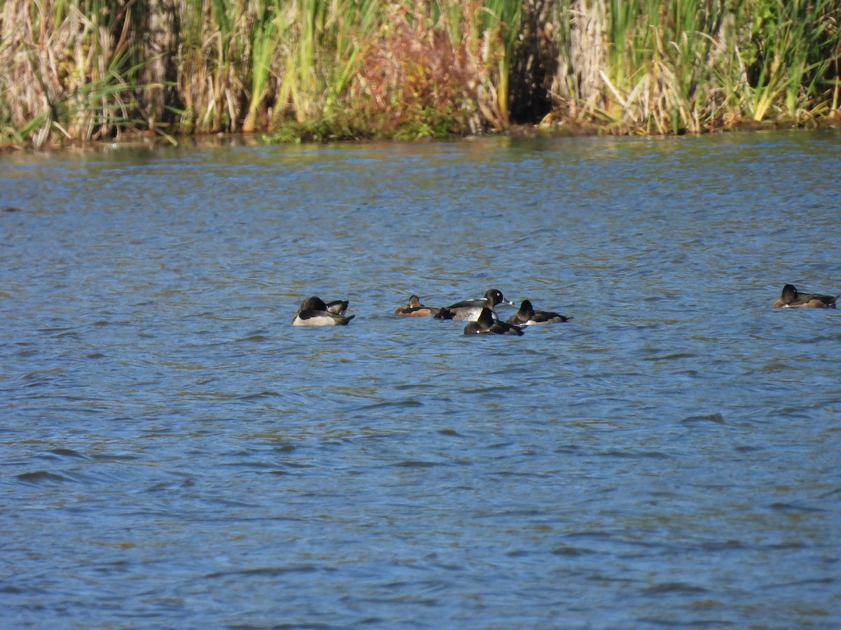 Ring-necked Duck - ML642310882