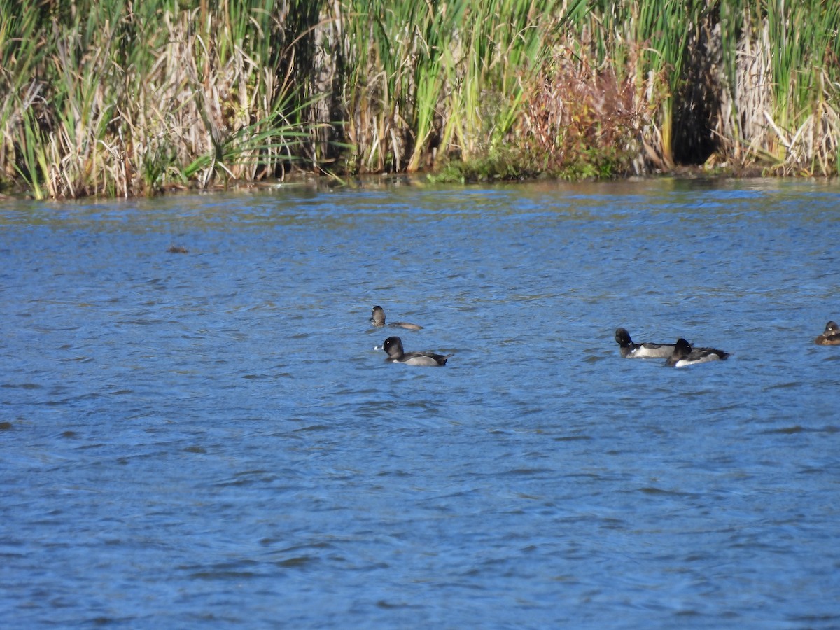 Ring-necked Duck - ML642310883