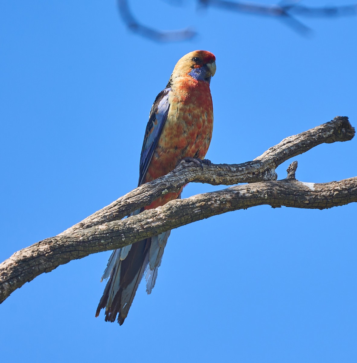 Crimson Rosella - ML642310885