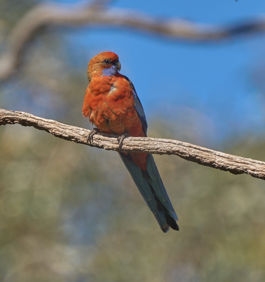 Crimson Rosella - ML642310886