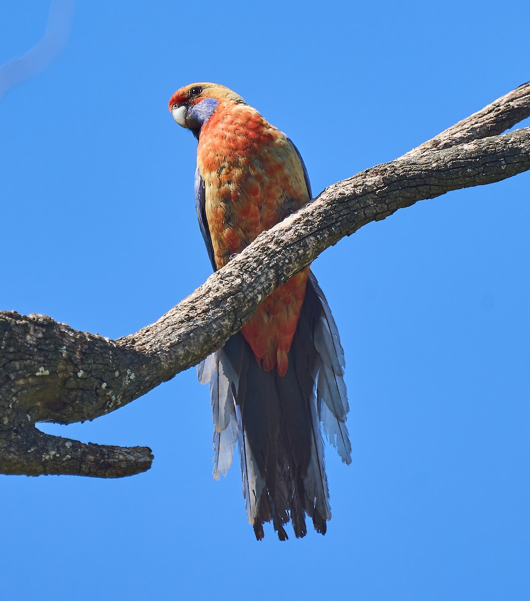 Crimson Rosella - ML642310887