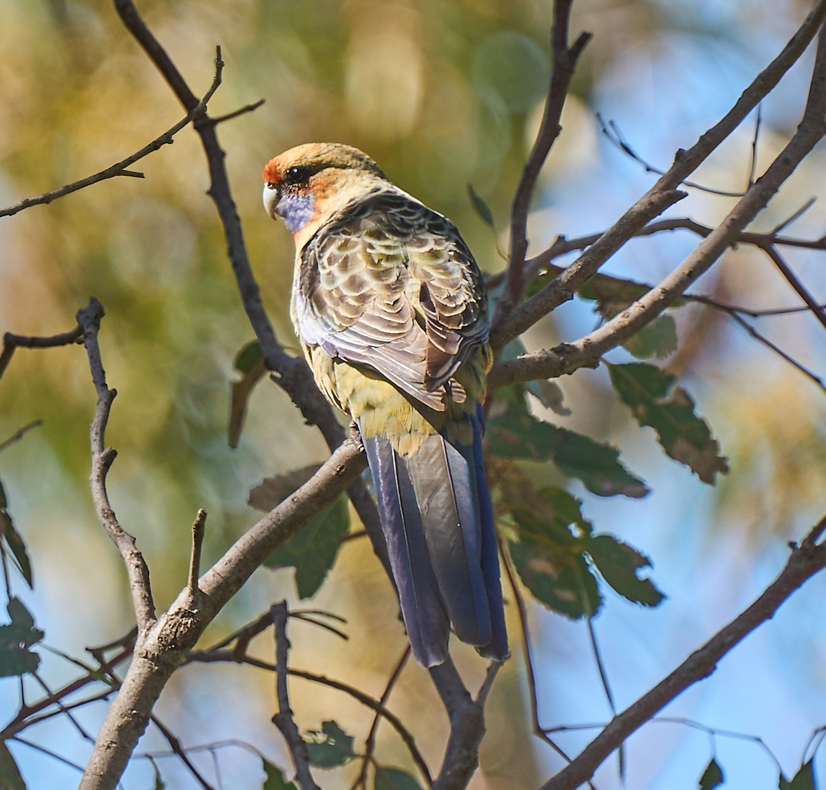 Crimson Rosella - ML642310888