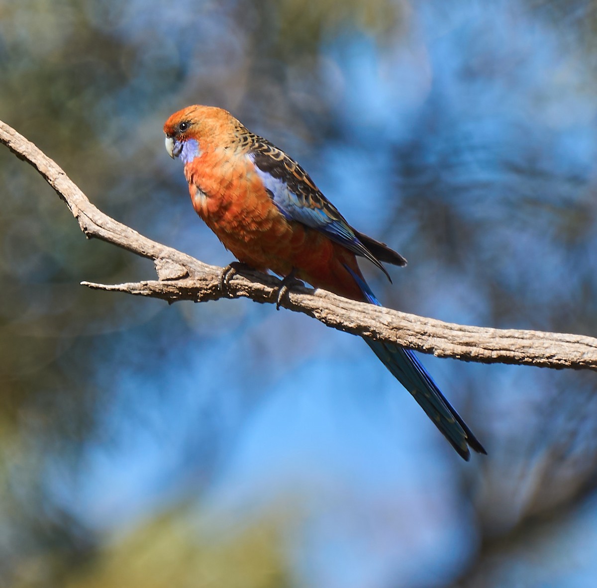 Crimson Rosella - ML642310889