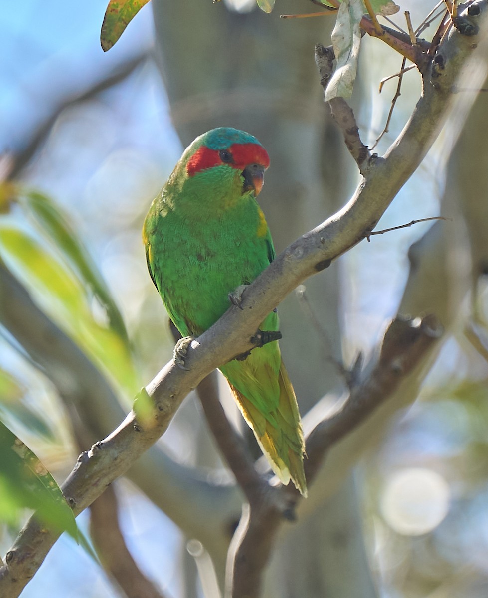 Musk Lorikeet - ML642310891