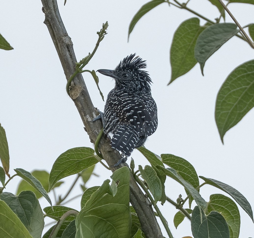 Lined Antshrike - ML642310892
