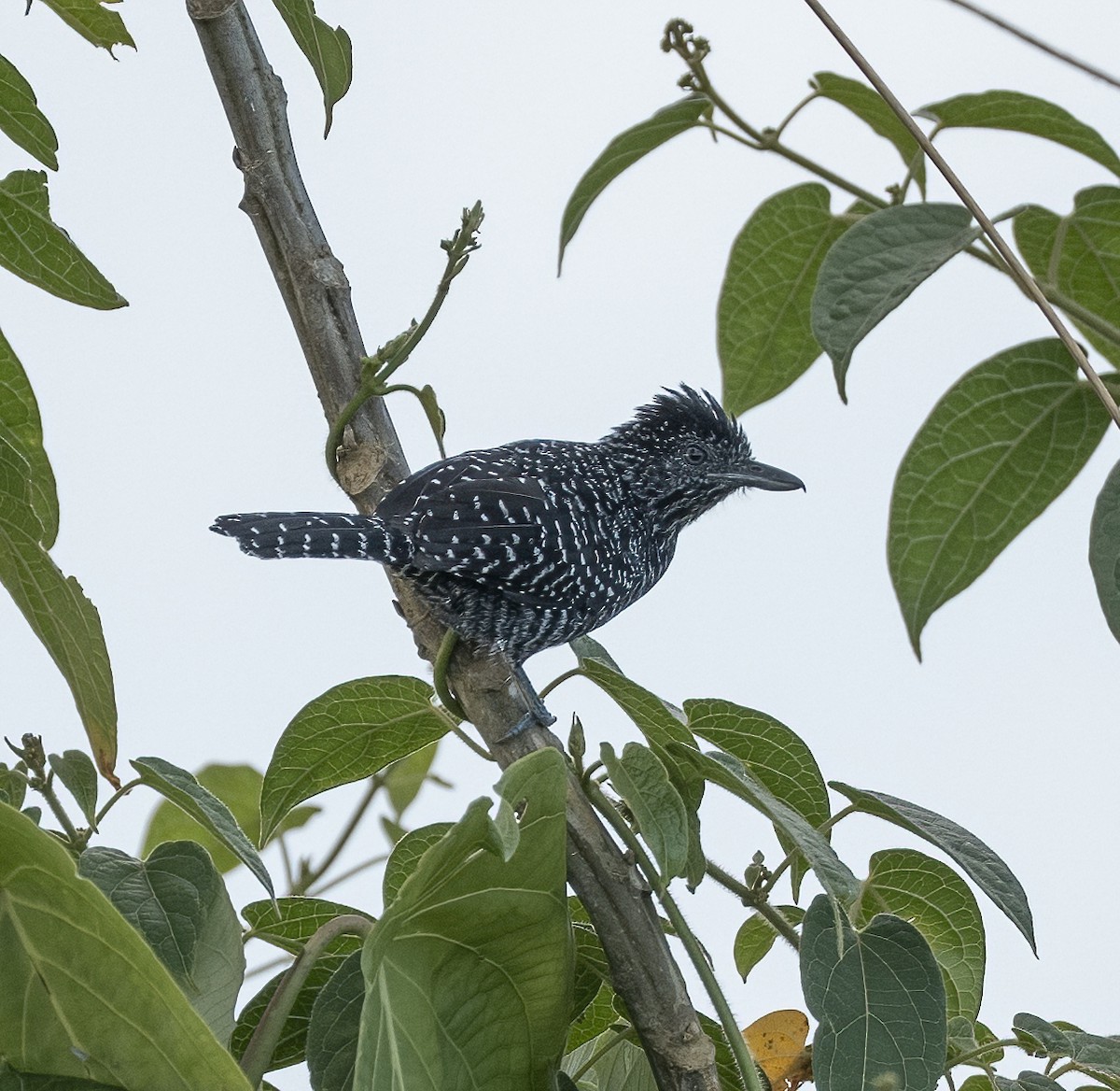 Lined Antshrike - ML642310893
