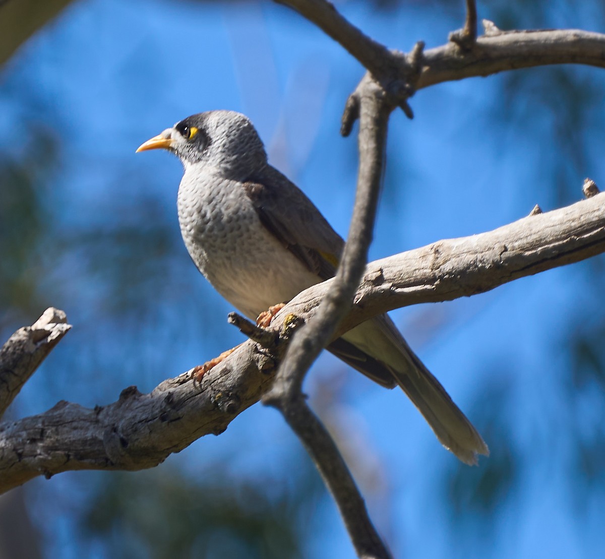 Noisy Miner - ML642310895