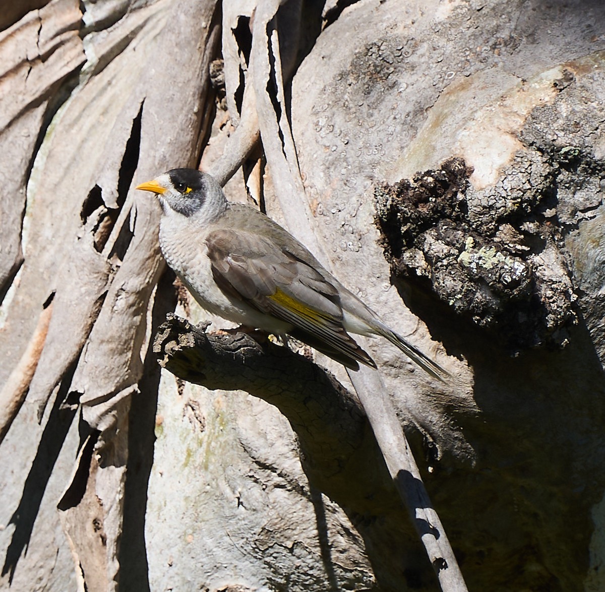 Noisy Miner - ML642310896